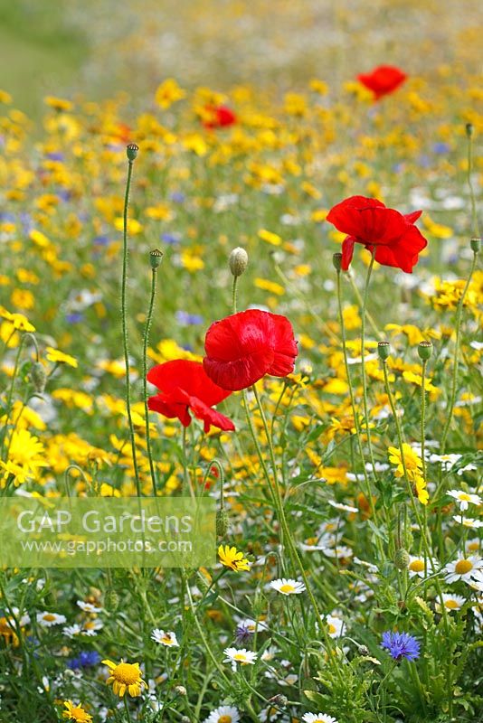 Colourful wildflower with Papaver rhoeas at RHS Harlow Carr, Yorkshire