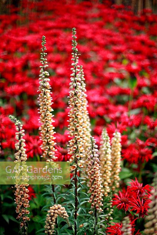 Monarda 'Gardenview Scarlet' and Digitalis 'Ferruginea' - Rusty Foxglove
