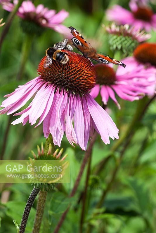 Echinacea purpurea 'Rubinstern' with a Bumble bee and a Peacock butterfly