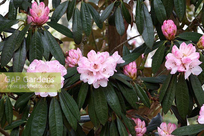 Rhododendron arboreum x campanulatum