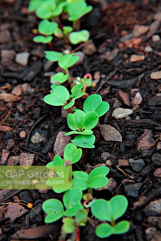 Germinating Radish seedlings- variety 'Jolly'