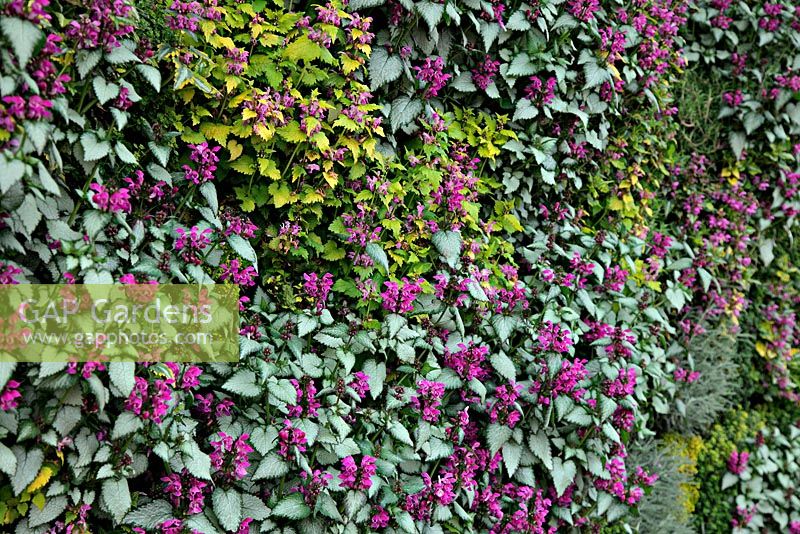 A wall of Lamium cultivars at RHS Wisley