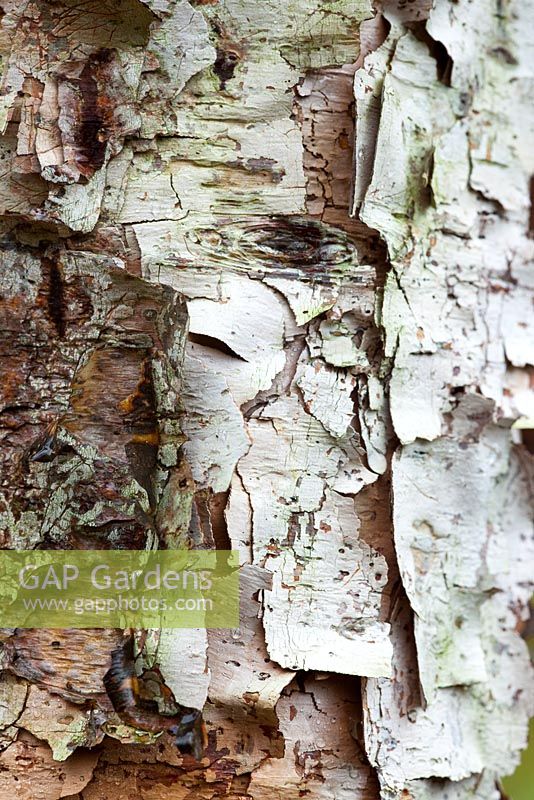 Betula - Silver birch