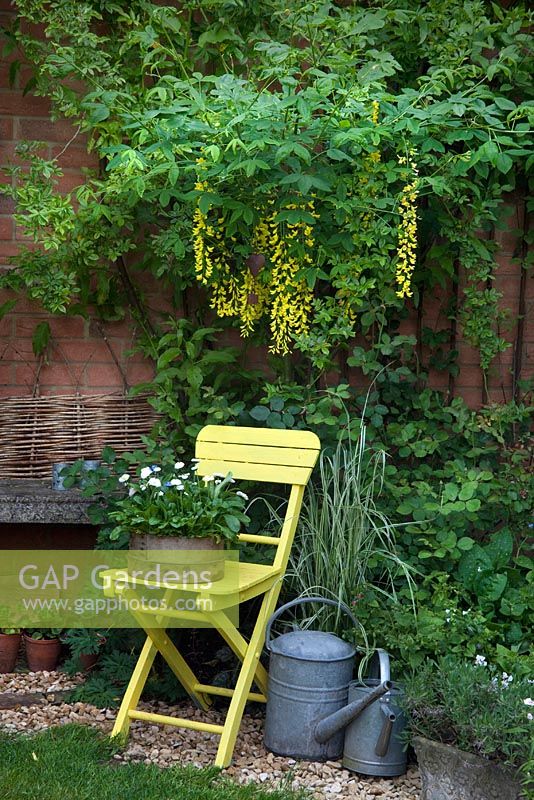 Yellow wooden chair with an old wooden garden seive planted up with Bellis perennis under Laburnum watereri vossii underplanted with herbs. 
