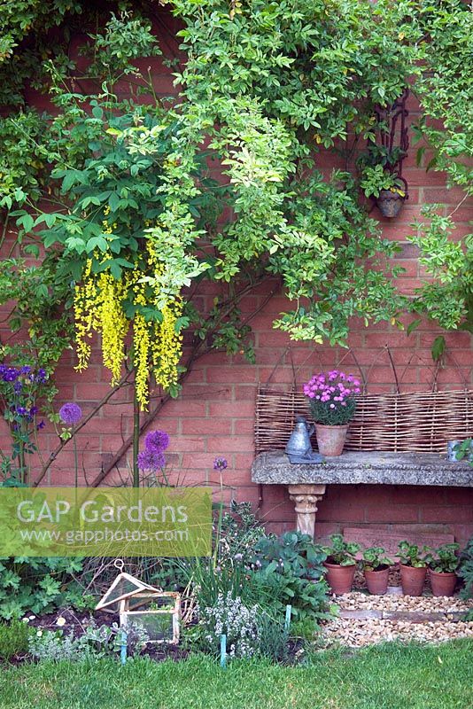 Purple and yellow Spring border. Laburnum watereri 'Vossii' with Allium 'Purple Sensation' underplanted with herbs. Old Victorian cold frame protects tender plants at night.