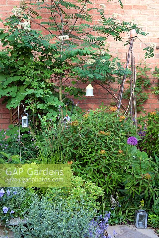 Spring border in small urban garden. Acer and Sorbus - Rowan trees, Euphorbia griffithii, Allium 'Purple Sensation', Bird house, lantern and rustic wig-wam support