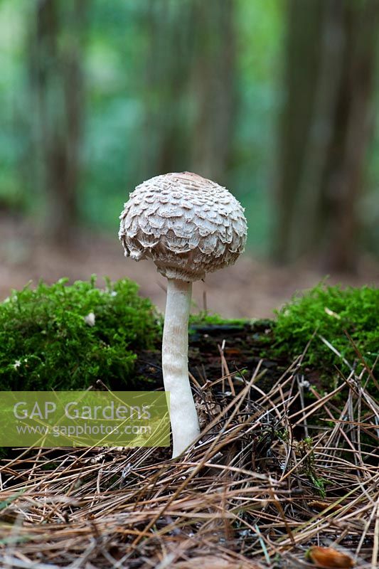 Chlorophyllum rhacodes - Shaggy Parasol mushroom in  woodland