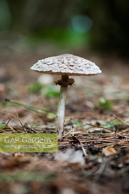 Chlorophyllum rhacodes - Shaggy Parasol mushroom in the woodland