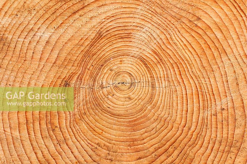 Cross section of a tree trunk showing growth rings