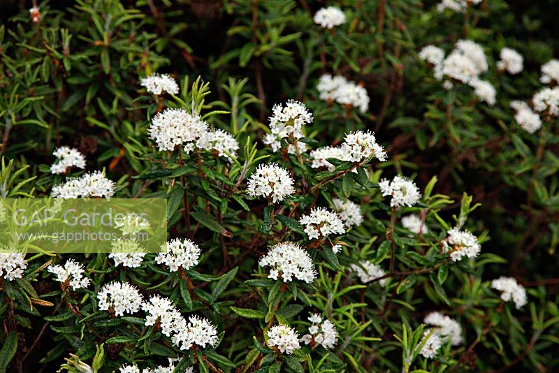 Ledum groenlandicum at RHS Wisley - Bog Labrador Tea
 
