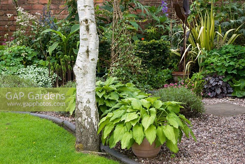 Betula papyrifera and pots with Hosta fortuneii by gravel and stone slab path. Mixed border with Phormium, Heuchera, Taxus, Canna, Lamium and Arum italicum. Saxon Road, Lancashire. The garden is open for The National Garden Scheme