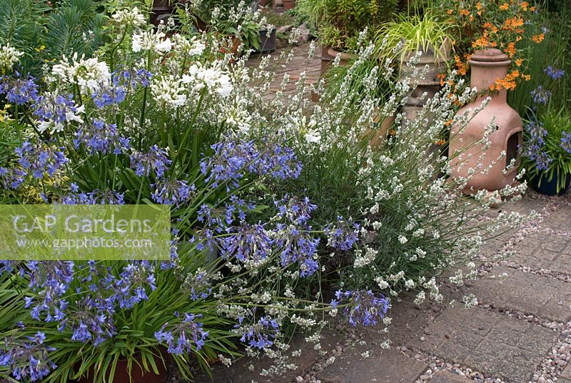Agapanthus, Lavandula and Mimulus aurantiacus growing in containers and border adjacent to gravel and paving slab path. Saxon Road, Lancashire. The garden is open for The National Garden Scheme
