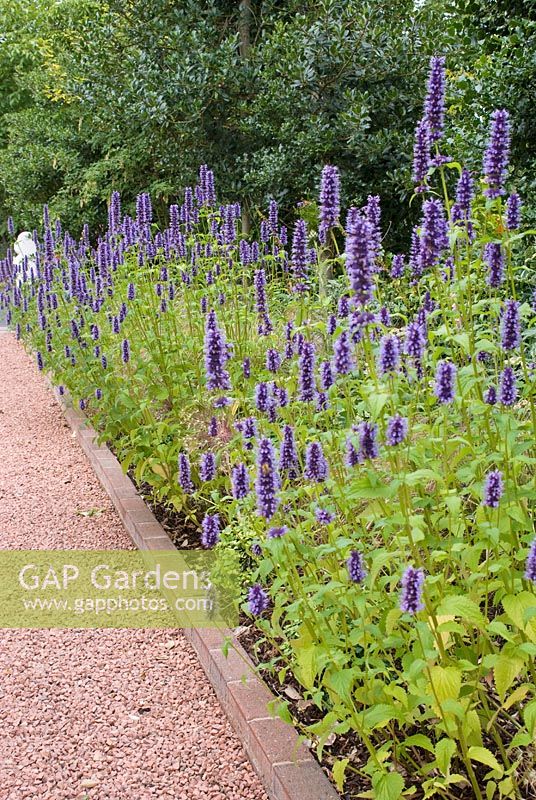 Agastache 'Black Adder' growing along a border with adjacent gravel drive. Saxon Road, Lancashire. The garden is open for The National Garden Scheme