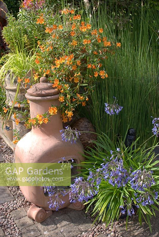 Agapanthus and Mimulus aurantiacus growing in pots and Typha minima in rill adjacent to gravel and paving slab path and chimenea. Saxon Road, Lancashire. The garden is open for The National Garden Scheme