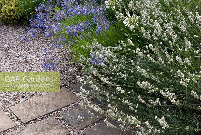 Agapanthus and Lavandula growing a border adjacent to gravel and paving slab path. Saxon Road, Lancashire. The garden is open for The National Garden Scheme