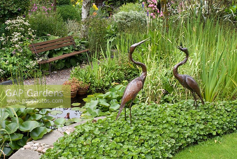 Garden bench overlooking pond with Nymphaea, Houttuynia cordata 'Chamaeleon', Iris, Menyanthes trifoliata and Equisetum fluviatile. Edged by paving and Gunnera magellanica with metal heron sculptures. Saxon Road, Lancashire. The garden is open for The National Garden Scheme