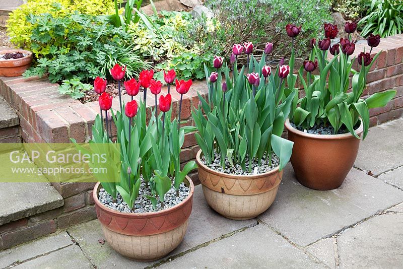 Potted tulips on patio 'Valery Gerviev', 'Triumph Fontainebleu' and 'Fringed Black Jewel'
