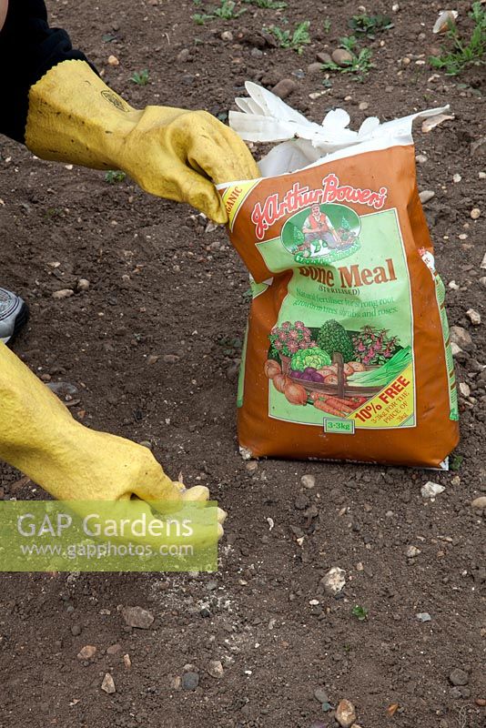 Spreading bone meal fertiliser on vegetable plot