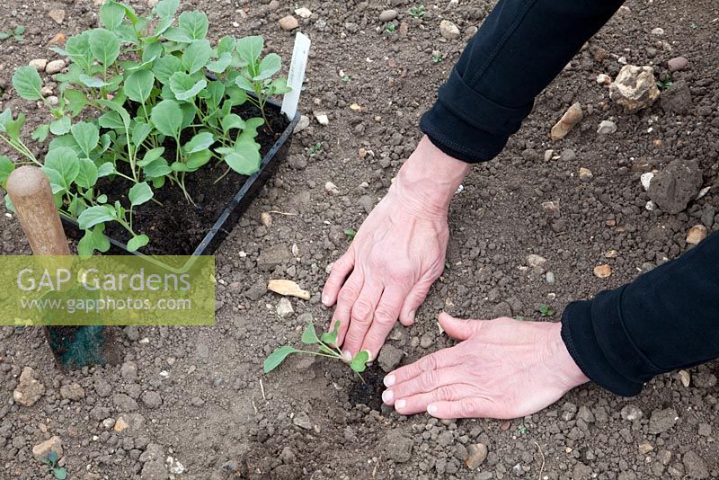Planting summer cabbages 'Unicorn'
