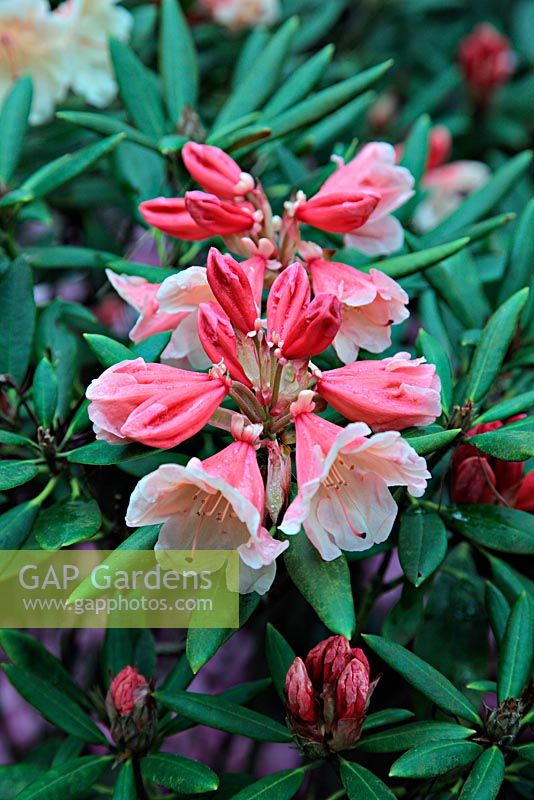 Rhododendron 'Chelsea Seventy'
