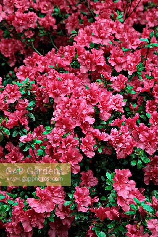 Rhododendron 'Harkwood Red'