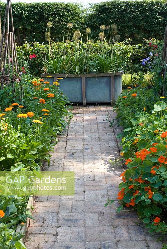 Kitchen garden with brick path leading to reclaimed bath with Allium hollandicum 'Purple Sensation' seedheads and Agapanthus. Calendula officianalis and Tropaeolum on either side of brick path with willow wigwam supports - Heveningham, Suffolk