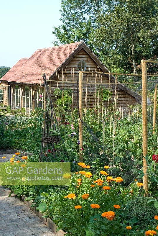 Kitchen garden with Calendula officianalis and Tropaeolum on either side of brick path with willow wigwam supports and wooden barn in background - Heveningham, Suffolk
