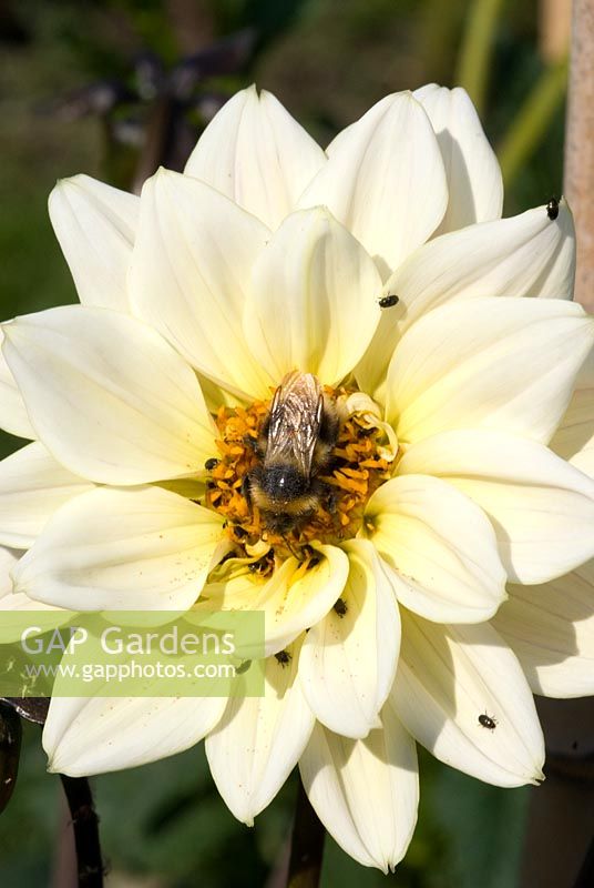 Dahlia 'Easter Sunday' and bee collecting pollen - Heveningham, Suffolk