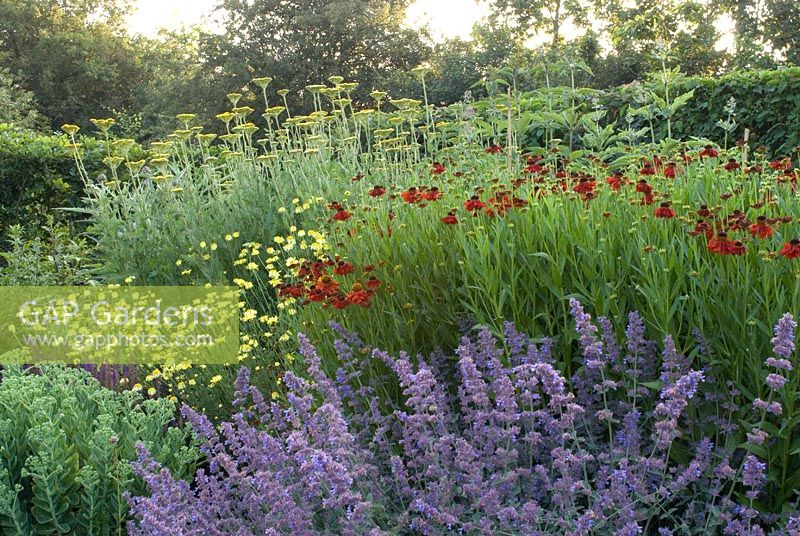 Herbaceous border with Nepeta 'Six Hills Giant', Achillea filipendula 'Gold Plate', Helenium 'Moerheim Beauty' and Sedum 'Autumn Joy' - Heveningham, Suffolk