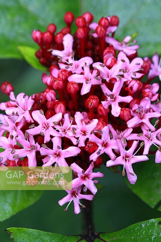 Clerodendrum bungei - Rose Glory Bower in August 