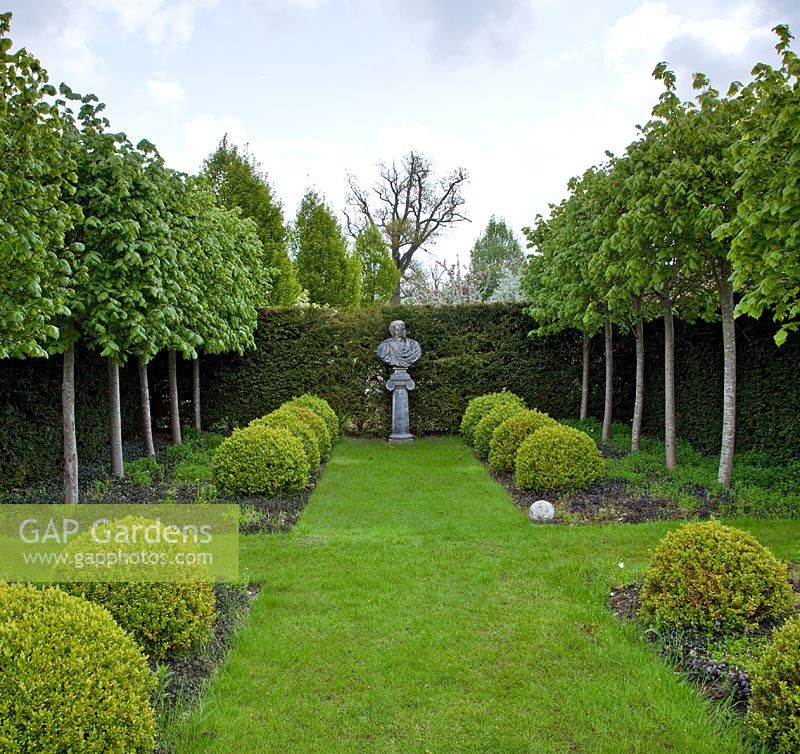 Pleached Lime Allee and Box balls, leading to stone bust - Wilkins Pleck, NGS, Whitmore, Staffordshire 
