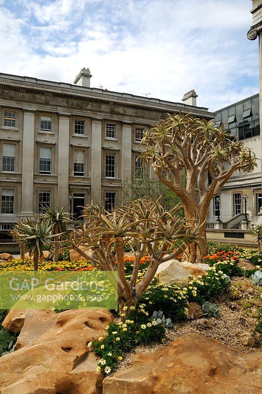 Aloe dichotoma - Quiver Tree or Kokerboom, succulents from South Africa outside the British Museum 