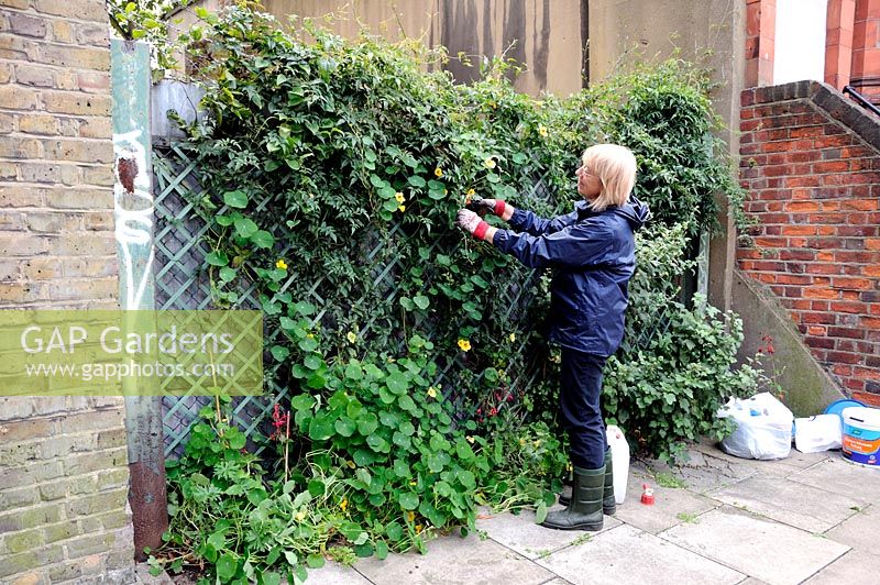 Lady 'guerrilla gardener' caught in the act in a Highbury street. The Tropaeolum - Nasturtiums supply colour and drop their seeds for next year. London Borough of Isllington, London, UK