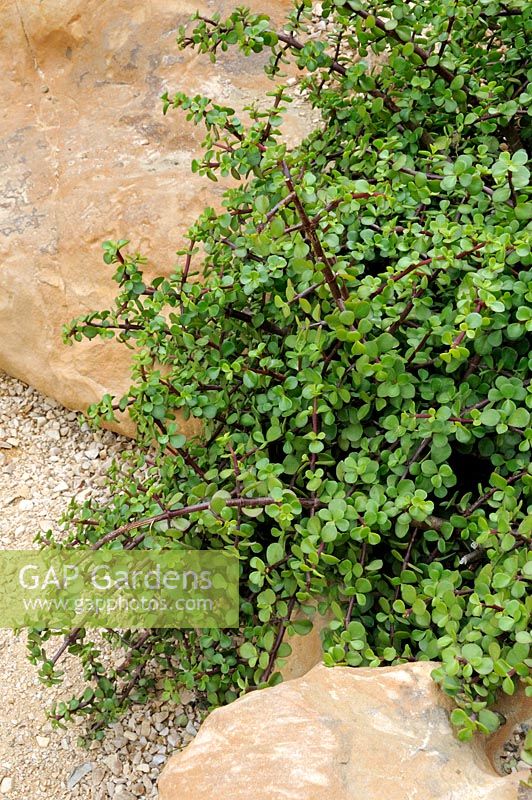 Portulacaria afra - Porkbush, Elephants Foot, a drought resistant succulent shrub from South Africa
