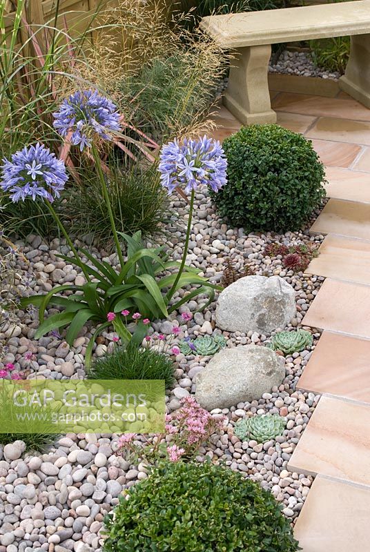 Sempervivum, Armeria, Agapanthus, Buxus - Box balls, Miscanthus and Sedum growing in pebble bed adjacent to paving path and stone bench. Southport Flower Show 2010