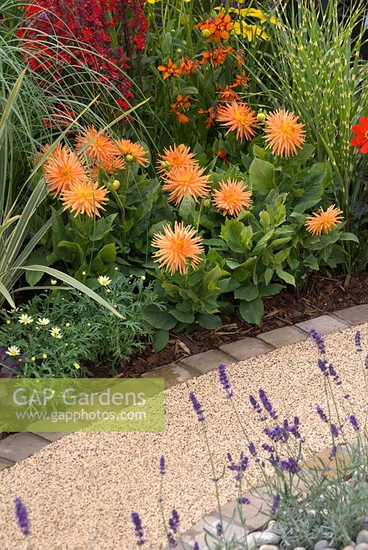 Dahlia, Lavandula, Lobelia and Miscanthus in beds by gravel path edged with cobble setts. Southport Flower Show 2010