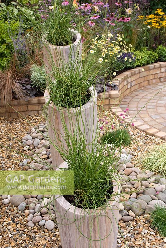 Juncus effusus 'Spiralis' planted in tall stone containers in gravel and pebble bed. Southport Flower Show 2010