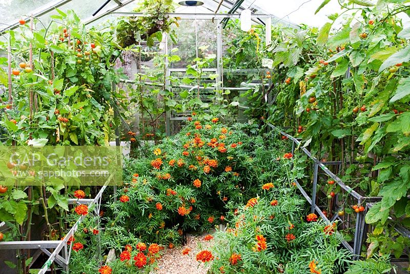 Tagetes - Marigolds in greenhouse with Tomatoes. Nina and Fred Preston's garden
 