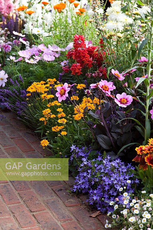 Colourful border with plants including Dahlia, Gaillardia, Campanula,  - 'Birchfield', Silver medal winner, RHS Hampton Court Flower Show 2010 