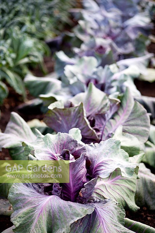 Cabbages 'Kalibos' - RHS Hampton Court, 2010