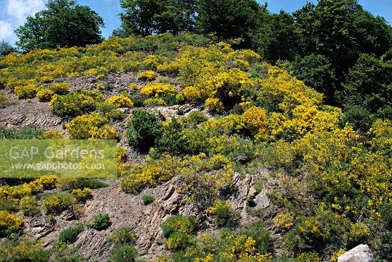 Cytisus purgans - Pyrenean Broom in Picos de Europa, Spain