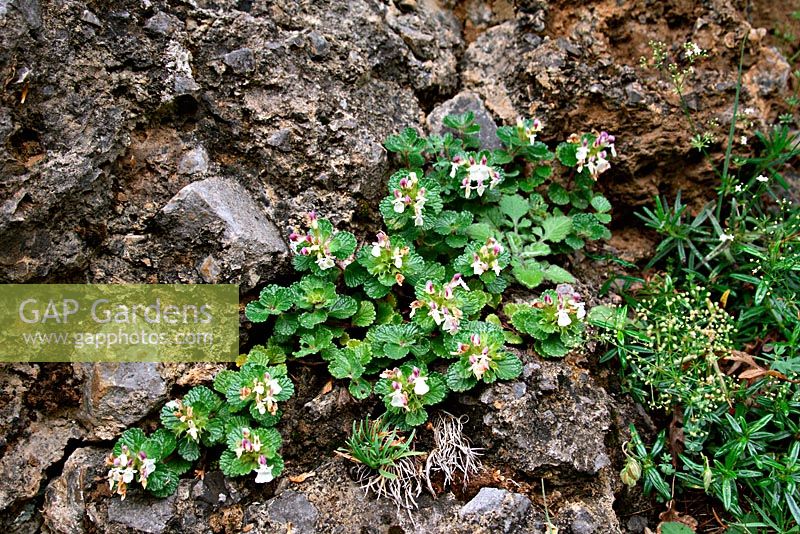Teucrium pyrenaicum - Pyrenaen Germander growing in the wild, Picos de Europa