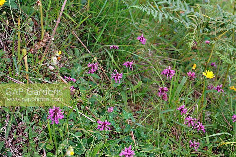 Stachys officinalis - Betony growing wild on limestone rich hillside, Asturias, Spain