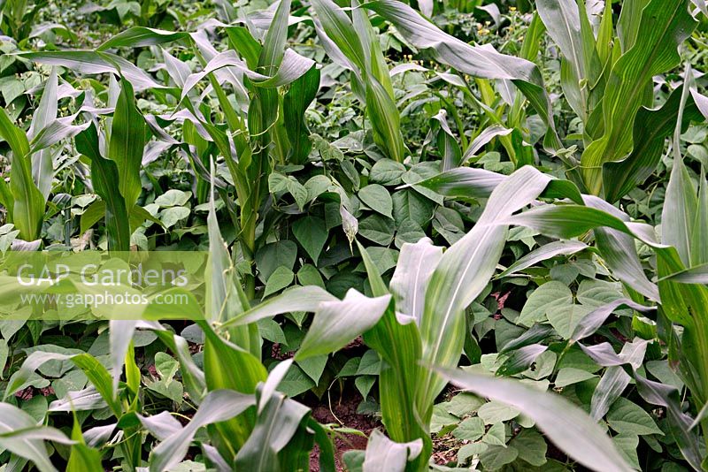 Companion planting of Zea mays - Maize and Phaseolus - Beans. The Maize provides support and the Beans fix atmospheric nitrogen
 