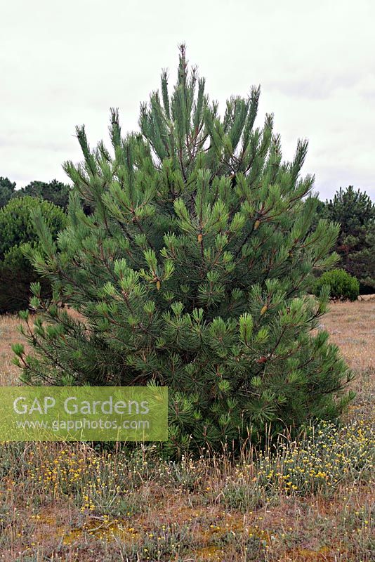 Pinus pinaster - Maritime Pine