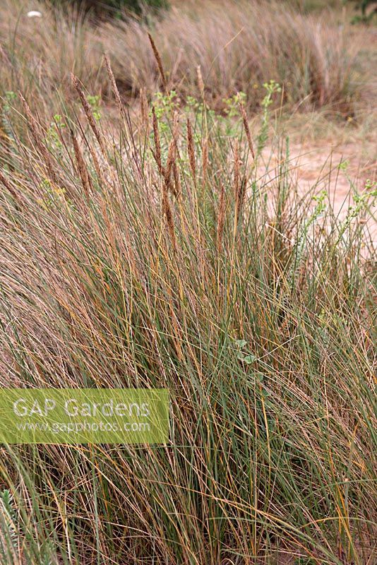 Ammophila arenaria - Marram Grass growing on coastal sand dunes