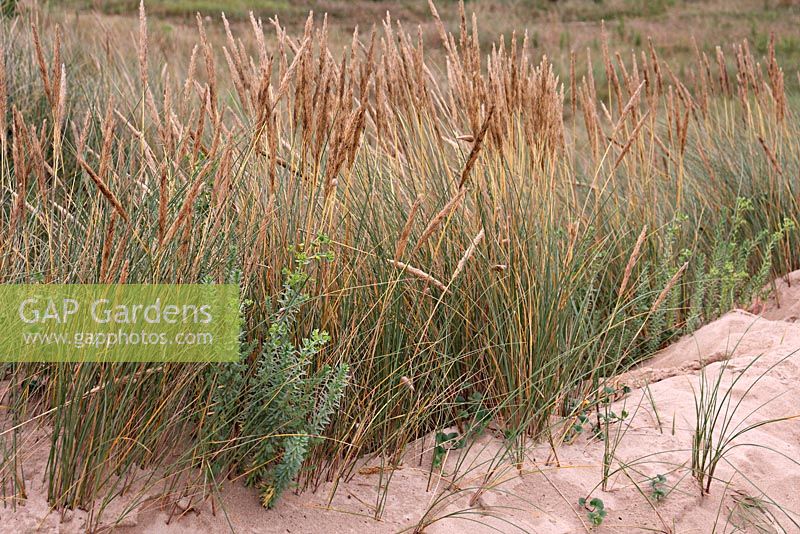 Ammophila arenaria - Marram Grass growing on coastal sand dunes
