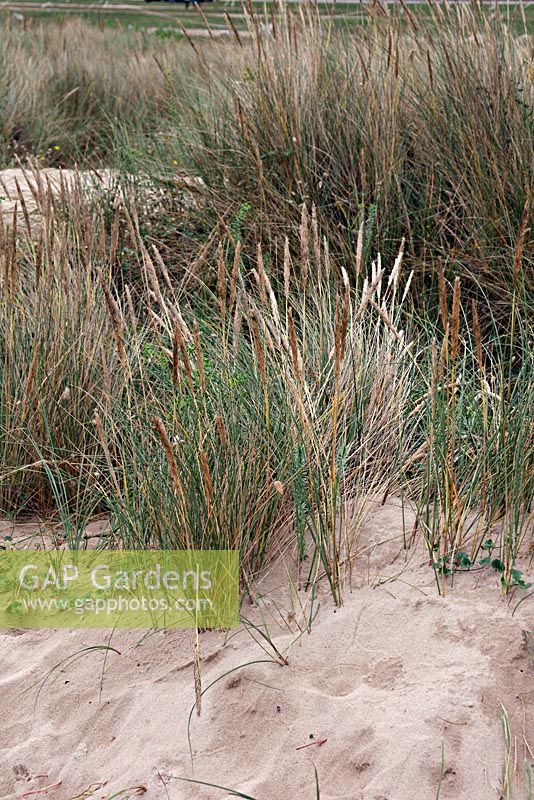 Ammophila arenaria - Marram Grass growing on coastal sand dunes

