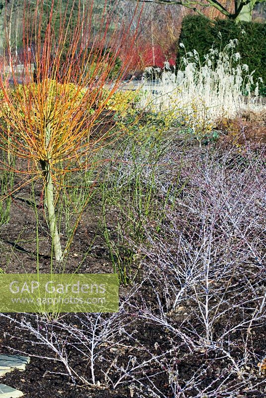 Salix irrorata along the Winter Walk with white stemmed Rubus - RHS Garden Harlow carr