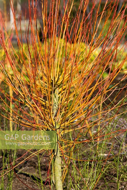Salix irrorata - RHS Garden Harlow Carr